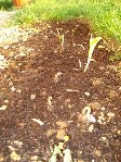 DSC01532b.jpg