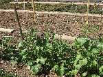 potager 009.JPG