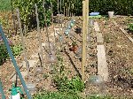 une partie des tomates.