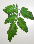 MaladieTomate2009_Recto.jpg