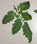 MaladieTomates2009_Verso.jpg