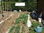 potager 014.JPG