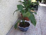 potager 037.JPG