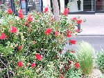 fleur inconnu.JPG