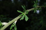DSC_0003.JPG