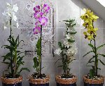 Dendrobium.jpg