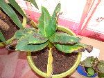 DSC08124.JPG