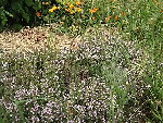 thym en fleurs.JPG