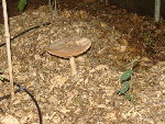 Champignon sur BRF frais de chêne sous tunnel