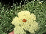 coccinelle.JPG