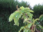 IMG_1078.jpg