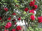 roses rouges.JPG