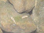 PICT0002.JPG