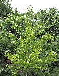 gingko biloba.JPG