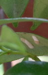 Bestioles trachelospermum 002.jpg