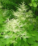 feuille et  fleur d'aruncus
