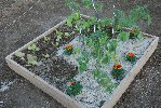 Potager 1