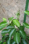 IMG_5434_1_1_1.JPG