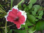 DSC00266.JPG