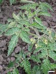 plant de &quot;bielorussian&quot; en pleine forme.