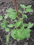 une à feuile de patate, elle aussi semée le 19 mars!