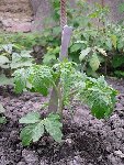 la petite quyiana huan, qui ne faisait que 3 cm!! la voici maintenant en pleine croissance! elle fait 12 cm, et fera 40 bientot!