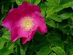 rosa rugosa rose.jpg