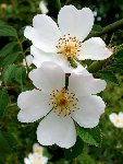 rosa rugosa blanche.jpg