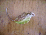 feuille d'aubergine_html_m56d119f0.gif