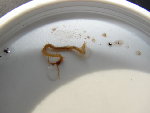 DSC00713.JPG
