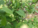 potager 003.JPG