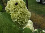 potager 004.JPG