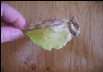 feuille d'aubergine_html_m29250aa3.gif