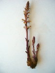 Plante 002.jpg
