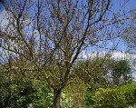PICT0051.JPG