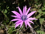 semo-CroixdesAutrichiens51_gd.jpg