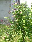 DSC05023.JPG
