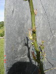DSC02125.jpg
