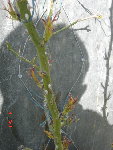 DSC02126.jpg