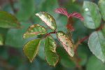 20090516_9.JPG