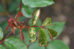 20090516_9_1.JPG