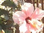 le 19 mai 2009 035.JPG