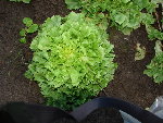 DSC00447.JPG