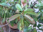 photinia.jpg