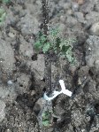 plant1 le pire