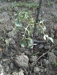 plant2 un peu moins moche