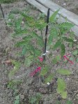 tomate5.jpg