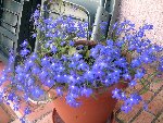 IMG_1783.jpg