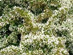 pyracantha.jpg