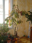 begonia bambou004.jpg